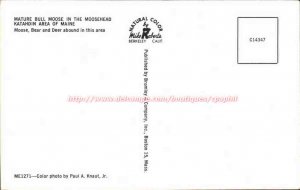 USA Maine Mature bull moose in the Moosehead Katahdin area of ​​Maine