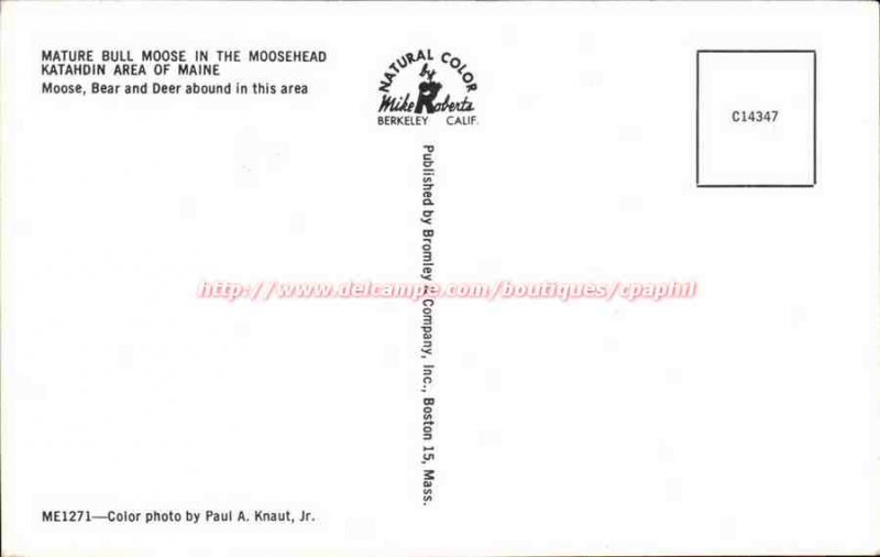 USA Maine Mature bull moose in the Moosehead Katahdin area of ​​Maine