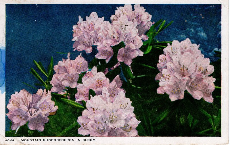 US    PC5249 MOUNTAIN RHODODENDRON IN BLOOM