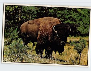 Postcard Buffalo