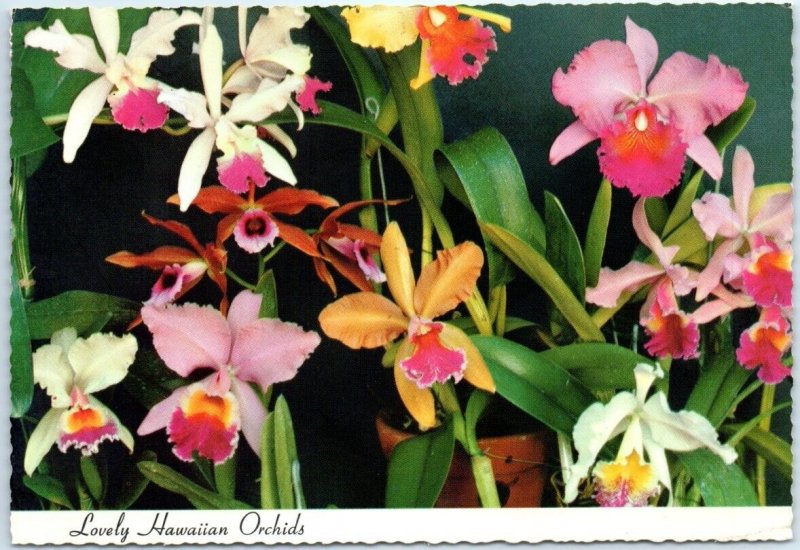 Postcard - Lovely Hawaiian Orchids - Hawaii