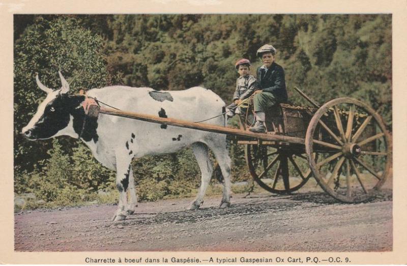 Boys on Typical Gaspesian Ox Cart - Gaspe QC, Quebec, Canada - WB