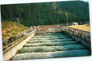 postcard Columbia River Oregon - Bonneville Dam, Fish Ladders