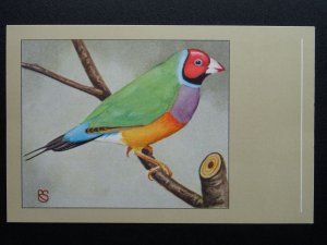 Bird Theme REDHEADED GOULDIAN FINCH c1950s Postcard by P. Sluis / Series 1 No.10