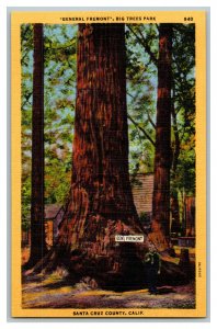 General Fremont Big Trees Park Santa Cruz Co. CA Vtg Standard View Postcard