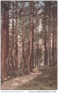 Pine Woods Walk Lakewood New Jersey Handcolored Albertype