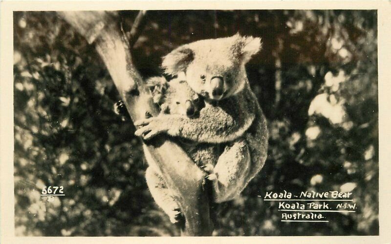 Australia Koala Native Bear in park 1930s RPPC Photo Postcard  20-7922