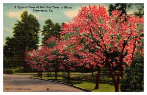 Postcard NATURE SCENE Shreveport Louisiana LA AQ5642