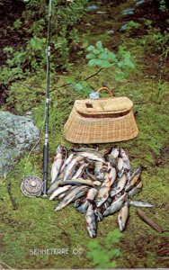 Canada Quebec Senneterre Fishing Scene Days Catch