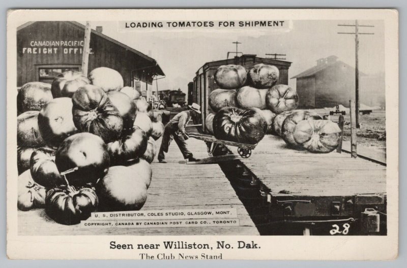 Williston ND-Glasgow MT Ship Exaggerated Tomatoes by Canadian Pacific Train~RPPC 