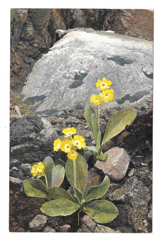 Alpenflora Primula Austria Otto Haus Nenke Ostermaier Serie 523 N 944 Postcard