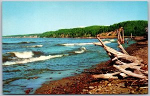 Vtg Wisconsin WI Along The South Shore Lake Superior Drift Wood 1950s Postcard