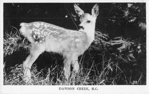 Dawson Creek British Columbia Canada Fawn Baby Deer Real Photo Postcard J78753