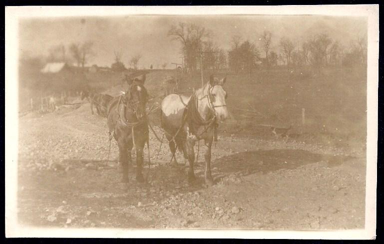 Team of Horses in Harness Real Photo postcard unused c1920