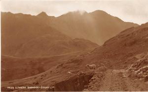 BR68173 lliewed snowdon wales sheep mouton   judges 7459  real photo