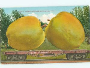 Pre-Linen Exaggeration GIANT BELLFLOWER APPLES ON TRAIN BOXCAR AC4416@