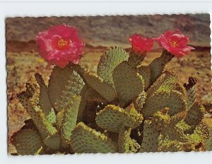 Postcard Magenta beaver tail cactus
