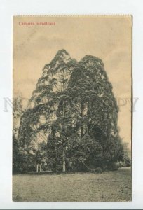 432755 Singapore Botanical Garden Casurina sumatrana Vintage postcard