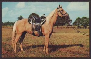 Palomino Pony Postcard 