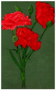 Carnations