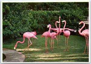 Postcard - Flamingos at Play in Florida, USA