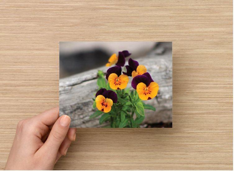 Handmade Postcard Set of 6, Purple And Yellow Pansies Against Rustic Wood