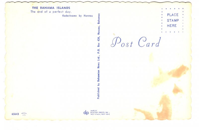 Palm Tree The Bahamas Islands