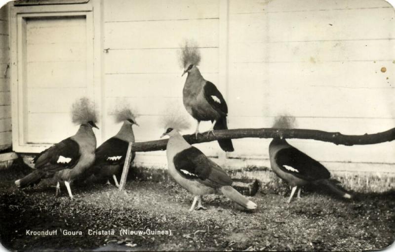 new guinea Crowned Pigeon Goura Cristata in Dutch Bird Zoo (1964) RPPC