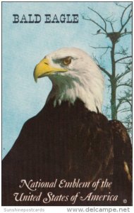 BIrds Bald Eagle National Emblem Of The United States Of America