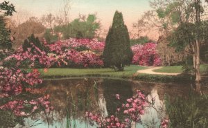 Vintage Postcard 1910's View of Magnolia Gardens Charleston South Carolina S.C.