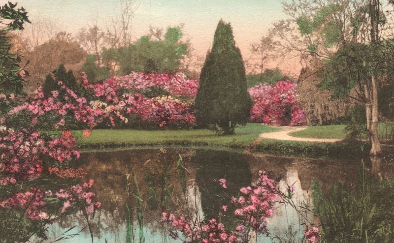 Vintage Postcard 1910's View of Magnolia Gardens Charleston South Carolina S.C.