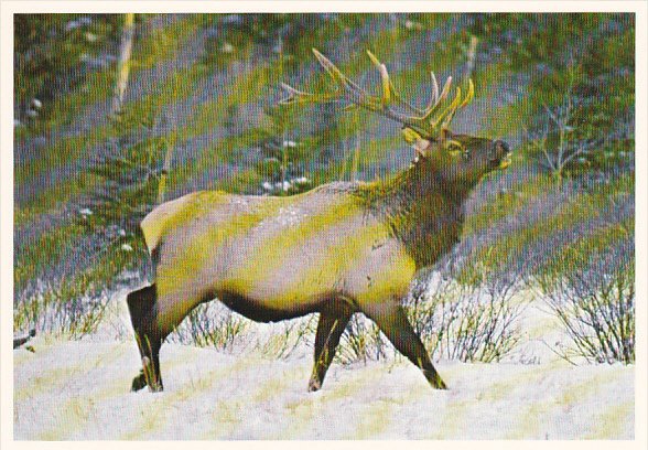 Elk or Rocky Mountain Wapiti Canadian Rockies