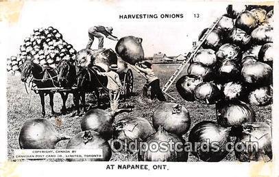 Exaggeration Harvesting Onions Napanee, Ont Unused top edge lightly trimmed, ...