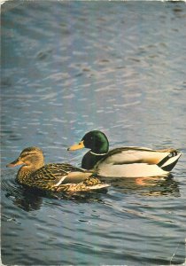 Postcard Animals Germany ducks stockentenpaar anas platyrhynchos