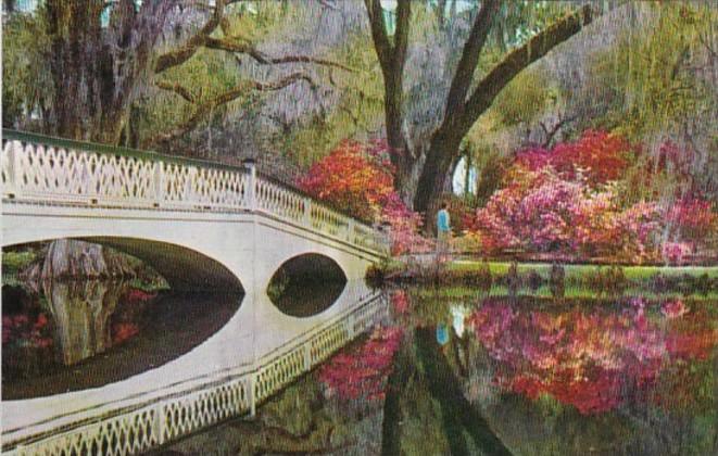 South Carolina Charleston Magnolia Gardens Beautiful Azaleas and Rustic Bridge