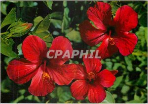Postcard Modern Hibiscus Rhodes