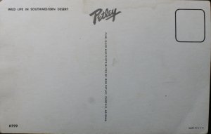 Wildlife of the Desert