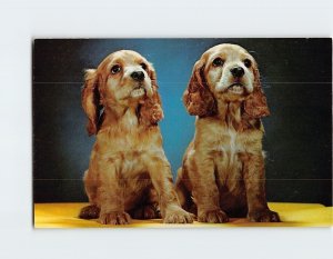 Postcard Cocker Spaniel Puppy/Dog