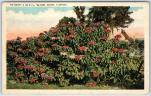 c1920s Miami, Fla Poinsettia Full Bloom Flowers White Border Litho Photo PC A220