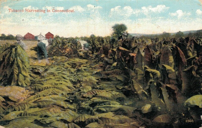 USA Tobacco Harvesting in Connecticut 05.56