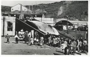 Whaling Station Bay Of Hvalfjordur Iceland Whale Whalers RPPC Postcard E4 