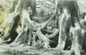 1920's RPPC Worlds Largest Octopus Tree, Redwood, Cal. Vintage Postcard P106