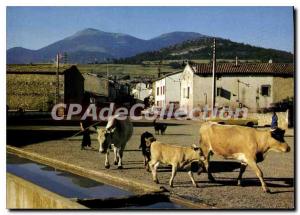 Postcard Old Espezel Aude Herd through the village