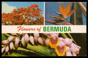 Flowers of Bermuda