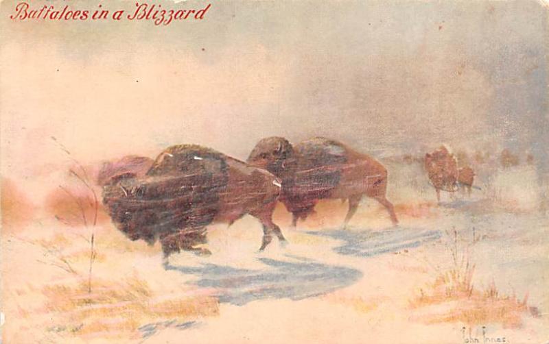 John Innes, Buffaloes in a Blizzard Rip on back