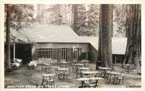 1940's YOSEMITE, CALIFORNIA Mariposa Grove Big Trees Lodge RPPC postcard 6224