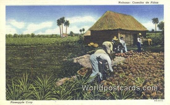 Cosecha de Pinas, Pineapple Crop Habana Cuba, Republica de Cuba Unused 