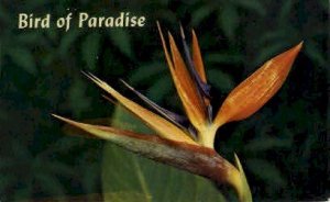 Bird of Paradise - Misc, Hawaii HI  
