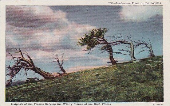 Timberline Trees Of The Rockies Yellowstone Park Wyoming