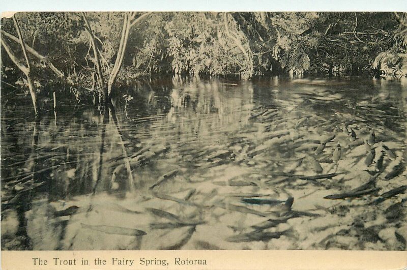 Postcard New Zealand 1920s South Pacific trout Fairy Spring Rotorua 23-10338